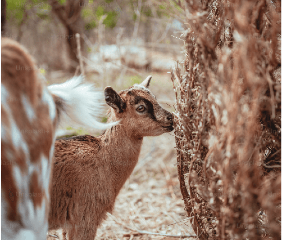 herd of goats meditarranean landscape goat farming